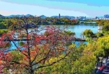 惊艳！惠州的木棉花开啦！赏花走起-惠州装维总工会