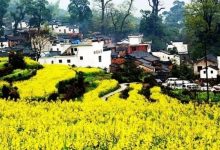 去什么婺源?3.5/8/12/19/26出发~10万亩龙南油菜花现在最美季!-惠州装维总工会
