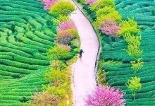 世界zui大樱花园,就在惠州周边!比日本大5倍,是阿里山的10倍美!-惠州装维总工会