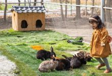 惠州这个生态园有好消息！看花海、摘水果...好过瘾-惠州装维总工会