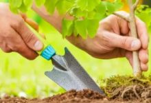 仲恺新去处！有个12万㎡大公园，喊你认养一棵树！-惠州装维总工会