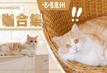 惠州【热搜宠物咖】合集,5家!赶紧收藏!-惠州装维总工会