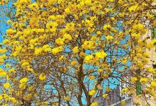 黄花风铃木又惊艳了惠州，这几个点可免费看-惠州装维总工会