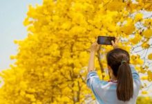 不出市！美到窒息！博罗这10大黄花风铃木又惊艳出圈，其中第一个就让你震撼-惠州装维总工会