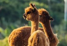 春节该来这个新景区！1200亩「桃源隐市」，还有羊驼！-惠州装维总工会