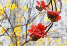 惠拍节气·春分 | 却是南中春色别 满城都是木棉花-惠州装维总工会