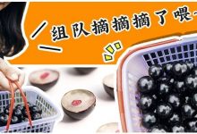 惠州惊现“土豪”水果？爆汁顺滑巨大颗，还能吃出4种味道！-惠州装维总工会