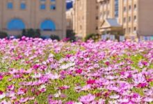 大片花海、彩虹滑道...惠州这个景区有新变化！-惠州装维总工会