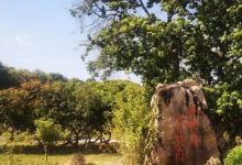 乡村绿化美化，“增绿”又“增收”-惠州装维总工会