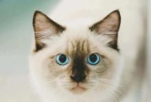 下埔这家主题餐吧,一个男人养了12只猫-惠州装维总工会