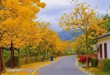 不出市!黄花风铃春意浓,瑶乡上东来相逢-惠州装维总工会