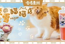 奈雪「猫猫店」来惠州了,限量300只,喝个爪...-惠州装维总工会