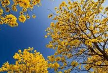 不出市!惠州面积最大的"黄花风铃木"最美季、品美食,更有多种花......3.12/3.13/15/17出发!-惠州装维总工会