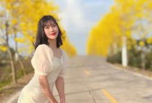 很黄很暴力！惠州这6个黄花风铃木开花了！花期只有十来天，千万别错过-惠州装维总工会