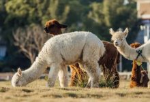 2022新年 「游玩指南」,1200亩桃源隐市,还有羊驼!-惠州装维总工会