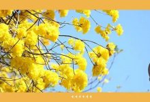 黄花风铃木开了!惠州这些地方可以观赏-惠州小破站