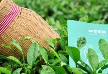 城市采茶人招募 — 亲子茶文化研学之旅-惠州小破站