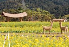 惠州景区新“宝藏”！花田、桨板、赛车全都有-惠州装维总工会