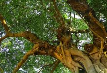 惠州这些“绿色古董”，你认识多少？-惠州装维总工会