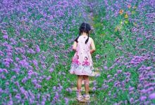 惠州10大赏花好去处,这个春天有地方浪了 ……-惠州小破站