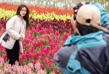 68元抢!惠州这片花海又有新动作,从江北过去只要十几分钟!-惠州装维总工会