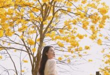 金山新城一超美去处!大片黄花风铃木绽放-惠州小破站