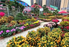 惠州年花摆卖点来了，有很多品种选择！-惠州装维总工会