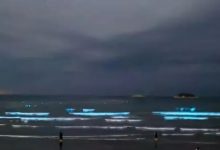 惠州海边再次出现“蓝眼泪”！-惠州装维总工会