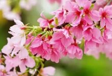 今春“最后的樱花”开啦，就在惠州，1.6公里樱花大道美美美，错过再等一年！-惠州装维总工会