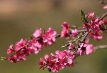 美 ！惠州这里120亩桃花开了！-惠州装维总工会