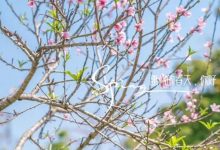 “3月，被惠州的春光治愈了”-惠州小破站