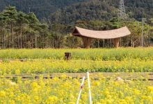 花海来了！惠州最新赏花点出炉-惠州装维总工会