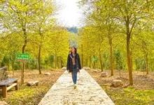 周末又有好去处,黄花风铃木、玫瑰园...低至29.9元/人快来打卡!-惠州小破站