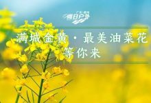 阳春三月,春暖花开 | 3月女神节企业包团30处赏花踏青类惠州周边游线路推荐指南-惠州装维总工会