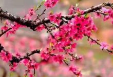 美爆!连平万亩桃花开,新春好运自然来!随手一拍就能刷爆朋友圈!-惠州装维总工会