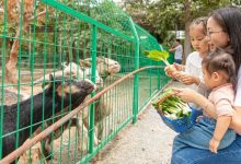 摘瓜果、游乐园、湖上木屋!惠州这个生态园又得火!-惠州装维总工会