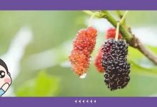 桑果飘香!惠州摘桑葚的好地方都在这!-惠州装维总工会