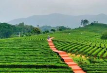不用去云南，博罗也有超级震撼的万亩茶山梯田-惠州装维总工会