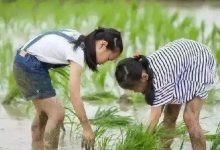 五一带娃儿来一场农耕插秧之旅,艾粄美食DIY,5.1成团 · 余位15个 | 木工制作、稻田抓鱼、漫步古村风情...-惠州小破站