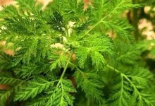 “中国小草”拯救全球数百万人生命!和惠州有关!-惠州小破站