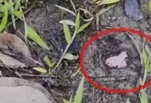 ​紧急提醒！这种东西多地泛滥，千万别碰！-惠州小破站